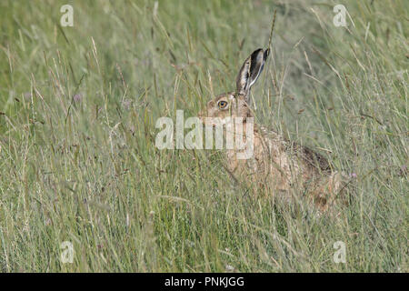 Feldhase versteckt im hohen Gras der Sümpfe von elmley Naturschutzgebiet Stockfoto