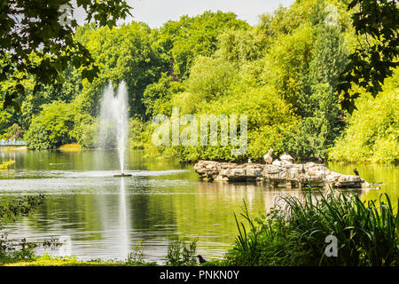 London, Großbritannien - 9. Juli. 2018 - Pelikane im St. James's Park Stockfoto