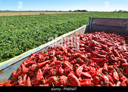 Landarbeiter die Ernte roter Paprika in der Nähe der Stadt Zabalj in Serbien. Gruppe der Arbeitnehmer picking bell pepper an der Plantage neben Traktor. Stockfoto