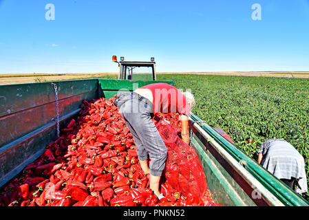 Landarbeiter die Ernte roter Paprika in der Nähe der Stadt Zabalj in Serbien. Gruppe der Arbeitnehmer picking bell pepper an der Plantage neben Traktor. Stockfoto