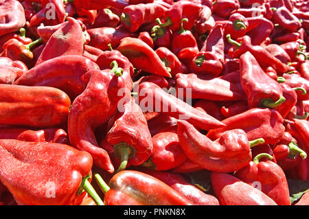 Landarbeiter die Ernte roter Paprika in der Nähe der Stadt Zabalj in Serbien. Gruppe der Arbeitnehmer picking bell pepper an der Plantage neben Traktor. Stockfoto