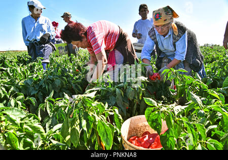 Landarbeiter die Ernte roter Paprika in der Nähe der Stadt Zabalj in Serbien. Gruppe der Arbeitnehmer picking bell pepper an der Plantage neben Traktor. Stockfoto