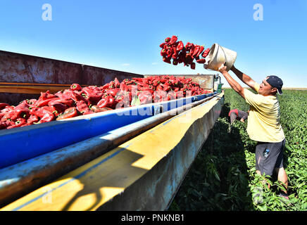 Landarbeiter die Ernte roter Paprika in der Nähe der Stadt Zabalj in Serbien. Gruppe der Arbeitnehmer picking bell pepper an der Plantage neben Traktor. Stockfoto