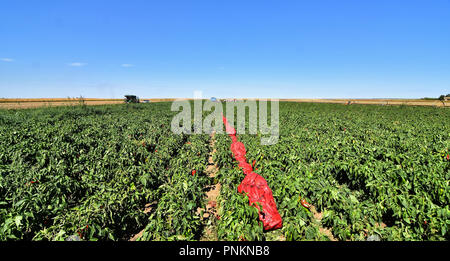 Landarbeiter die Ernte roter Paprika in der Nähe der Stadt Zabalj in Serbien. Gruppe der Arbeitnehmer picking bell pepper an der Plantage neben Traktor. Stockfoto