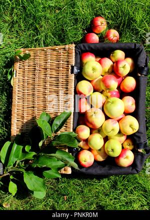 Scrumping für Äpfel im Garten hinter dem Haus. Stockfoto