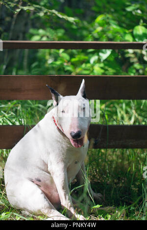 Eine lustige Dicke weiße English Bull Terrier in Übergewicht sitzt in einem Park durch den Zaun Stockfoto