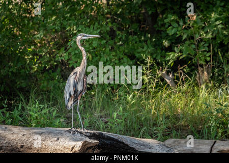 Ein jugendlicher Great Blue Heron (Ardea herodias) in Lake Shore Laub Stockfoto