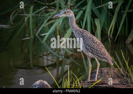 Ein jugendlicher Gelb - gekrönte NIght Heron (Nyctanassa violacea) stehen auf einem See Stockfoto