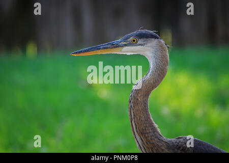 Ein jugendlicher Great Blue Heron (Ardea herodias) in Lake Shore Laub Stockfoto