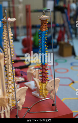 Medical Plastic Modell der menschlichen Wirbelsäule mit bunten Zeichen für die Lehre. Stockfoto