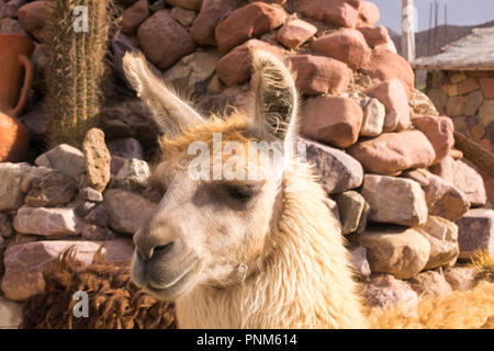 Llama (Lama glama) in Purmamarca, Jujuy, Argentinien Stockfoto
