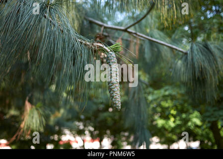 Zweig mit Kegel von Pinus strobus Stockfoto