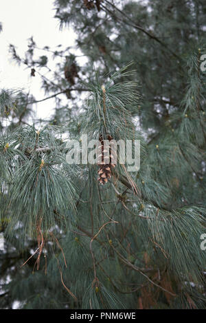 Zweig mit Kegel von Pinus strobus Baum Stockfoto