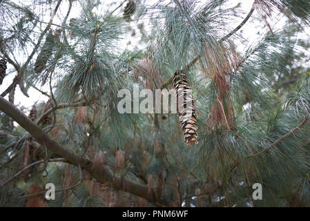 Zweig mit Kegel von Pinus strobus Baum Stockfoto