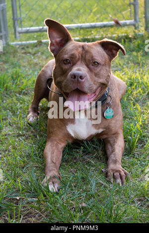 Hund auf grünem Gras Stockfoto