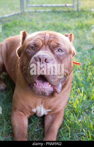 Amerikanische Bandogge Mastiff auf dem Gras Stockfoto