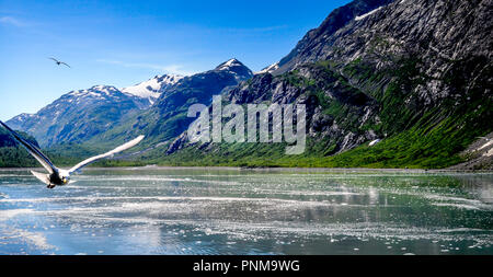 Zwei Möwen im Flug über Glacier Bay in Alaska Stockfoto