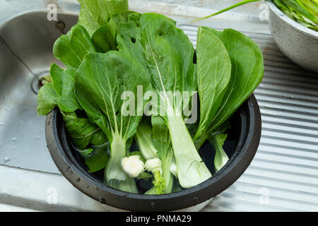 Baby Bok Choy, Pak Choi oder Pok Choi (Brassica rapa Subsp chinensis), die Art der Chinakohl, Gemüse Frisches in Metall Schüssel am Waschbecken gewaschen Stockfoto