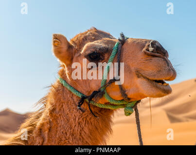 Dromedar (Camelus dromedarius), Tier Portrait, Erg Chebbi, Merzouga, Sahara, Marokko Stockfoto