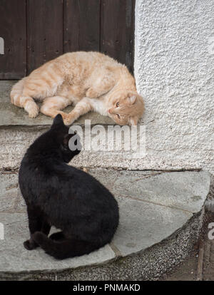 Zwei liebenswerte Katzen zusammen zu spielen. Katzen im Freien. Stockfoto