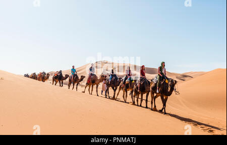 Touristen fahren mit Dromedar (Camelus dromedarius), Karawane durch Sanddünen in der Wüste Erg Chebbi, Merzouga, Sahara Stockfoto