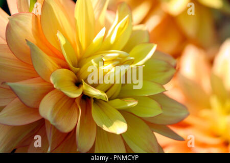Kerzenlicht Dahlie Vielzahl von Chrysantheme, eine Blume in Nahaufnahme, orange leuchtenden Blütenblätter gleichmäßig drehen in das Goldene Herz der Anlage, eine sonnige Stockfoto