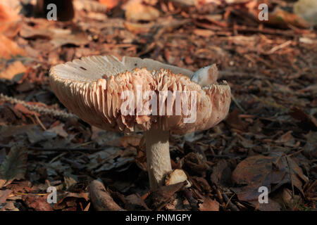 Gerissenes Dach Pilz (PLUTEUS DIETTRICHII) im Buchwald. Der Pilz wächst auf dem Boden. Auf dem Boden ist alte braune Blätter. Stockfoto