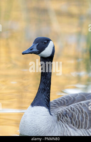 Kanadagans (Branta canadensis) waten in Teich mit Sonnenlicht Reflexionen. Stockfoto