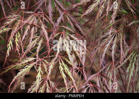 Nahaufnahme der roten und grünen Blätter eines Queen Crimson Japanischer Ahorn Baum Stockfoto