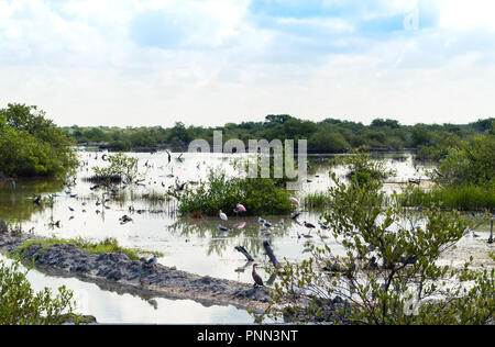 Mangrovenwald in Chuburna, Yucatan, Mexiko. Stockfoto