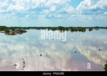 Flamingos fliegen über einen Mangrovensumpf in Chuburna, Yucatan, Mexiko. Rosa Sand, Himmel Reflexion auf dem Wasser. Stockfoto