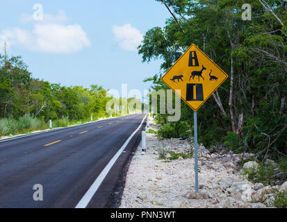 Wild Animal Crossing sign in Yucatan, Mexiko. Das Zeichen zeigt eine Katze, ein Reh und ein NASENBÄR. Stockfoto