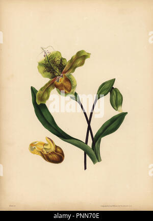 Die edle Frauenschuh, Cypripedium reginae, Ähnlichkeit. Papierkörbe Lithographie von Dean und Munday, nachdem eine Illustration von Eliza Eve Gleadall aus die Schönheiten der Flora, mit botanischen und poetischen Illustrationen, aus einer Auswahl von Blumen aus Natur sinnbildlicher angeordnet, Heath Hall, Wakefield, 1834. Stockfoto