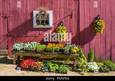 Eine Scheune in Barre, MA-Pflanzen für den Verkauf Stockfoto
