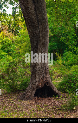 Hohl im Stamm eines alten Baumes Stockfoto