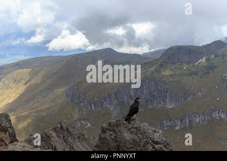 Adler auf ruca Pichincha in Quito, Ecuador Stockfoto