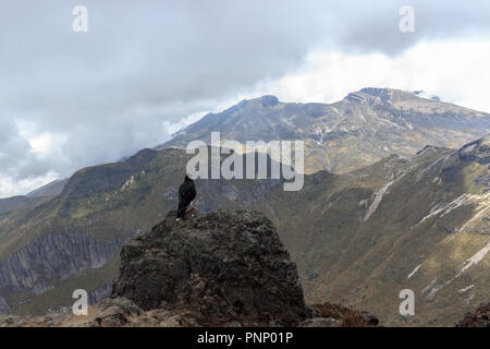 Adler auf ruca Pichincha in Quito, Ecuador Stockfoto