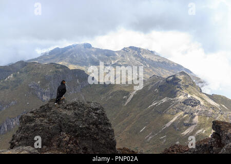 Adler auf ruca Pichincha in Quito, Ecuador Stockfoto