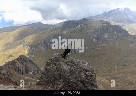 Adler auf ruca Pichincha in Quito, Ecuador Stockfoto