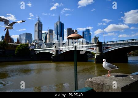 Eine Möwe im Vordergrund mit Melbourne CBD, die im Hintergrund aus dem Yarra River an der Southbank, Melbourne, VIC, Australien gesehen Stockfoto