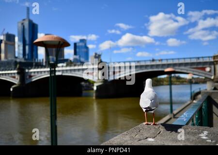 Eine Möwe im Vordergrund mit Melbourne CBD, die im Hintergrund aus dem Yarra River an der Southbank, Melbourne, VIC, Australien gesehen Stockfoto