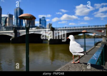 Eine Möwe im Vordergrund mit Melbourne CBD, die im Hintergrund aus dem Yarra River an der Southbank, Melbourne, VIC, Australien gesehen Stockfoto