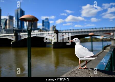 Eine Möwe im Vordergrund mit Melbourne CBD, die im Hintergrund aus dem Yarra River an der Southbank, Melbourne, VIC, Australien gesehen Stockfoto