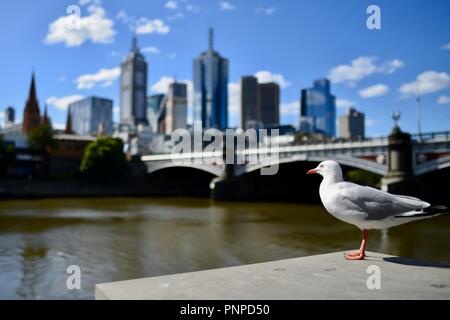 Eine Möwe im Vordergrund mit Melbourne CBD, die im Hintergrund aus dem Yarra River an der Southbank, Melbourne, VIC, Australien gesehen Stockfoto