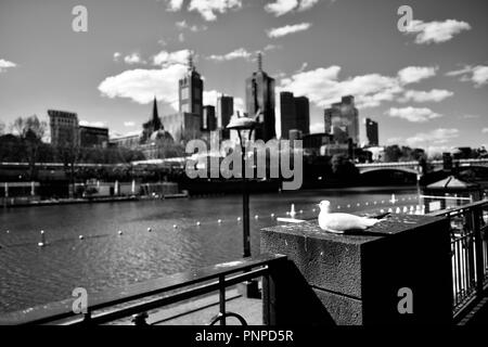 Eine Möwe im Vordergrund mit Melbourne CBD, die im Hintergrund aus dem Yarra River an der Southbank, Melbourne, VIC, Australien gesehen Stockfoto