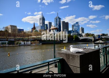 Eine Möwe im Vordergrund mit Melbourne CBD, die im Hintergrund aus dem Yarra River an der Southbank, Melbourne, VIC, Australien gesehen Stockfoto