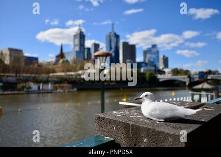 Eine Möwe im Vordergrund mit Melbourne CBD, die im Hintergrund aus dem Yarra River an der Southbank, Melbourne, VIC, Australien gesehen Stockfoto