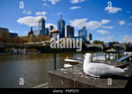 Eine Möwe im Vordergrund mit Melbourne CBD, die im Hintergrund aus dem Yarra River an der Southbank, Melbourne, VIC, Australien gesehen Stockfoto