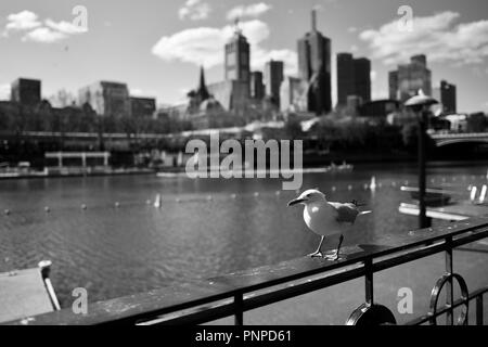 Eine Möwe im Vordergrund mit Melbourne CBD, die im Hintergrund aus dem Yarra River an der Southbank, Melbourne, VIC, Australien gesehen Stockfoto