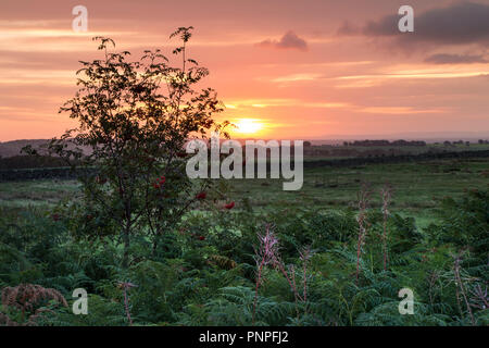 Teesdale, County Durham, UK. Samstag, 22. September 2018. Es war ein kühler, aber bunt herbstliches Start in den Tag, als die Sonne aufging über die Mauren von Teesdale in Nordost-england. Quelle: David Forster/Alamy leben Nachrichten Stockfoto